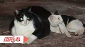 Cận cảnh chú mèo nặng 20kg, giá 120 triệu đồng