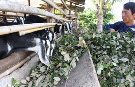 Giá táo ngon còn 1.000 đồng/kg, dân chặt cho bò ăn