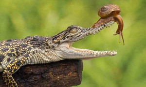 Khám phá gây sốc về cá sấu ít người biết