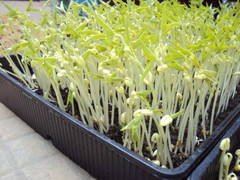 Rau mầm: Liệu có an toàn?