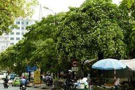 Dân Hà Nội 'khiếp sợ' hoa sữa