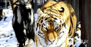 Chuyện lạ ở Nga: Dê đen ‘thuần phục’ hổ dữ