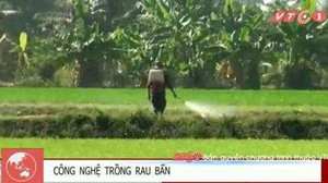 Video: Phun dầu nhớt thải cho rau muống xanh ở Sài Gòn