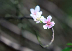 Đào Nhật Tân 'cười' bung đón Tết sớm