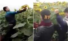 Clip: 2 thanh niên khoái chí phá nát đồng hoa hướng dương Nghệ An gây phẫn nộ