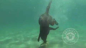 Clip: Chó lặn biển săn tôm hùm cực điệu nghệ