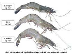 Cách dùng mắt thường để mua tôm không bị 'mông má' bằng tạp chất