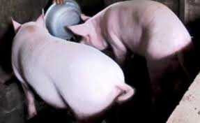 Vì sao Trung Quốc lùng sục mua heo siêu mỡ?