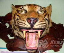 Bí ẩn hổ khổng lồ trong đại ngàn bên hồ thủy điện Sơn La