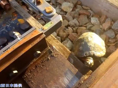 Đường sắt Nhật Bản làm hầm chui thoát hiểm cho loài rùa