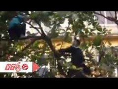 Clip: 'Ngáo đá' đu trên cây, đánh người cứu hộ