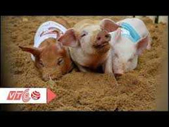 Clip: Lợn được nuôi như trong khách sạn 5 sao ở Hà Nội