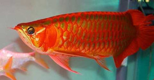 Những loài cá cảnh đắt giá khiến đại gia Việt mê mẩn