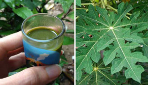 Thêm một cơ hội sống cho bệnh nhân ung thư với lá đu đủ