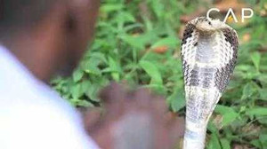 Video: Gặp gỡ ‘cao thủ’ bắt 42.000 con rắn bằng tay không