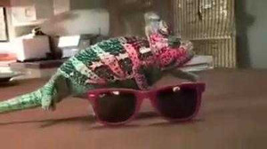 Clip: Thích thú xem kỳ nhông đổi màu ‘xoành xoạch’