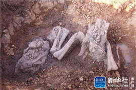 Cận cảnh xương khủng long hóa thạch 180 triệu năm tuổi