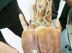 Phát hiện mực khô nghi bị làm giả bằng cao su, đốt cháy đen