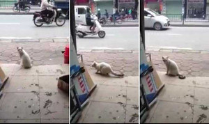 Clip: Mèo ‘lăm le’ trốn chủ đi chơi và cái kết bất ngờ