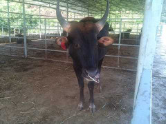 Chuyện lạ về con bò tót si tình nhất Việt Nam