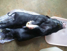 Đổ xô đi xem heo con 8 chân, 4 tai, 4 mũi