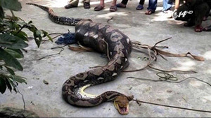 Clip: Cả gan nuốt chửng bê, trăn gấm bị dân vây bắt