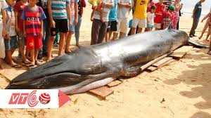 Cận cảnh cá voi 2 tấn dạt vào bờ biển Phú Yên