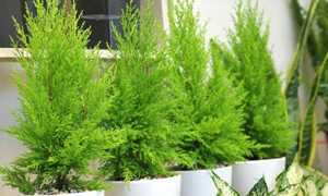 Sốt xình xịch cây tùng thơm chơi Noel