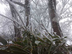 Ảnh: Cao Bằng băng giá phủ mờ ảo núi đồi