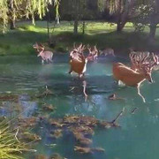 Những video hot nhất trên Facebook ngày 17/12