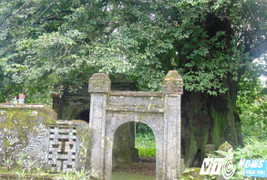 Râm ran chuyện cây thị biết quở trách ở ngôi làng cổ