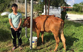 Tóm gọn băng nhóm trộm bò bằng ô tô