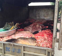 Rùng mình 1 tấn nội tạng thối trên xe tải vào Hà Nội