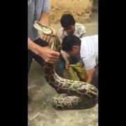 Clip: 3 người đàn ông chật vật nhét rắn ‘khủng’ vào bao