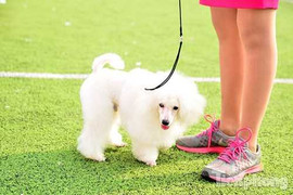 Ảnh: Hàng trăm chú chó quý tộc giá trăm triệu hội tụ tại cuộc thi chó