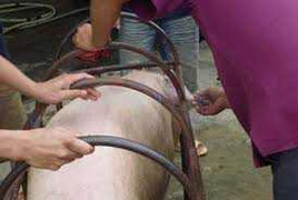 Video: Cận cảnh heo bị tiêm thuốc an thần