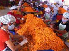 Rùng mình bim bim làm từ hóa chất Trung Quốc