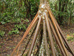 Thực hư lời đồn cây cọ có thể di chuyển trong rừng rậm nhiệt đới