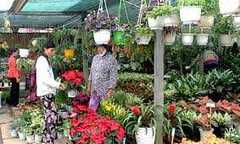 Đa dạng hoa kiểng phục vụ Tết