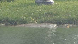 Tiết trời ấm áp, cụ Rùa Hồ Gươm phơi mình sưởi nắng