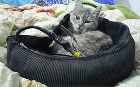 Dùng ảnh mèo bên bom và lựu đạn, cách thức chiêu mộ tân binh mới của IS