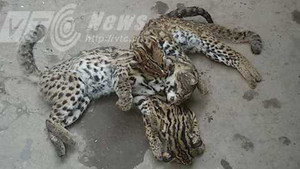 Bi thảm đàn báo hoang dã trú ngụ ở bãi giữa sông Hồng