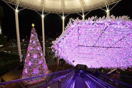 Ngắm những cây thông khổng lồ đẹp nhất Hà Nội