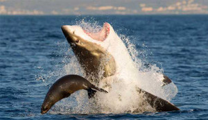 Bẫy cá mập - Câu chuyện thất bại 100 lần không phải là cả đời ăn hại