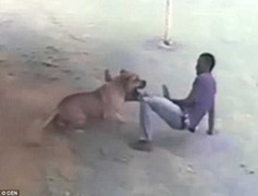 Clip: Đi ăn trộm, bị chó nhà cắn xé tơi tả