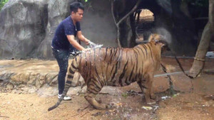 Clip: Mục sở thị công việc ‘nhẹ nhàng lương cao’ trong truyền thuyết