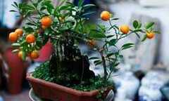 Quất bonsai chơi Tết đắt hàng