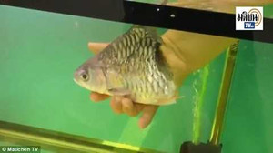 Sửng sốt con cá đứt đôi thân vẫn sống được 6 tháng