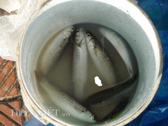 Dùng bột mỳ câu cá, kiếm nửa triệu mỗi ngày