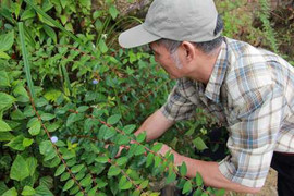 Bí ẩn dị thảo 'râu rồng' trị tiểu đường của nhà sư Tây Tạng